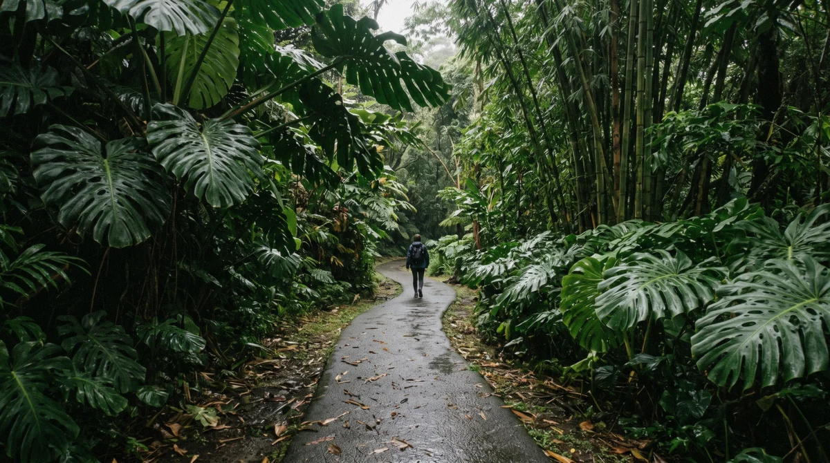 The paved ʻAkaka Falls loop trail slick with rain, a reminder of what shapes the best time to visit Hilo waterfalls