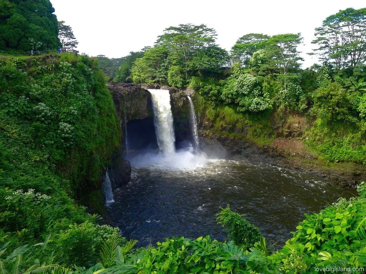 Rainbow Falls framed through banyan branches from the upper viewpoint, a quieter hilo waterfall photo spot above the main overlook